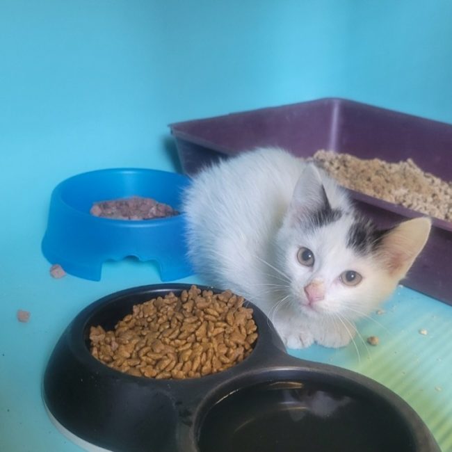 Bloom - Chat Européen à adopter