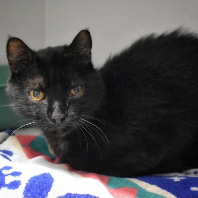 Max - Chat Européen à adopter