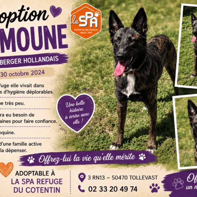Fifille - Chien à adopter