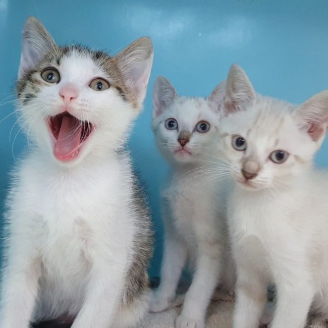 Bologna - Chat Européen à adopter