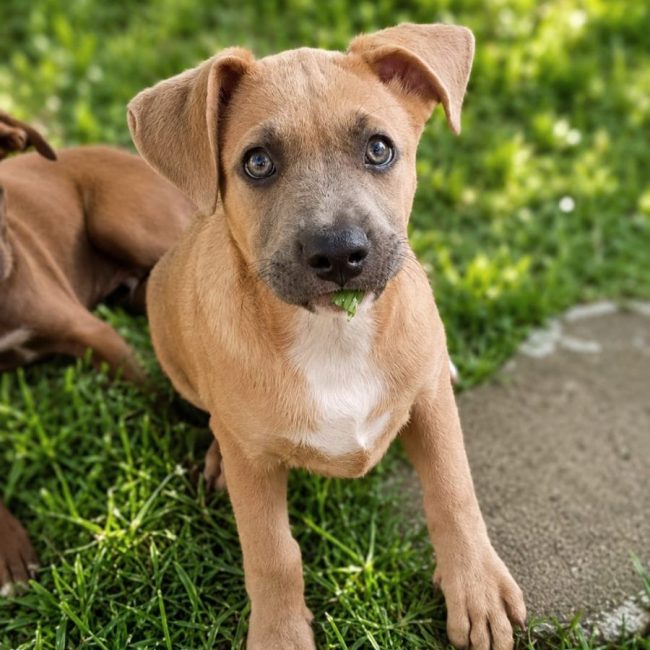 MANOE - Chien à adopter