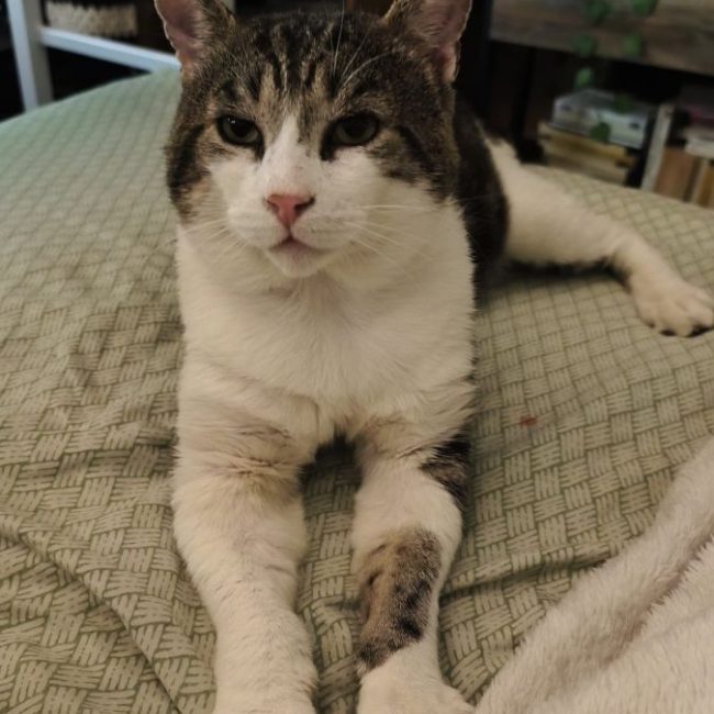 Berlin - Chat à adopter