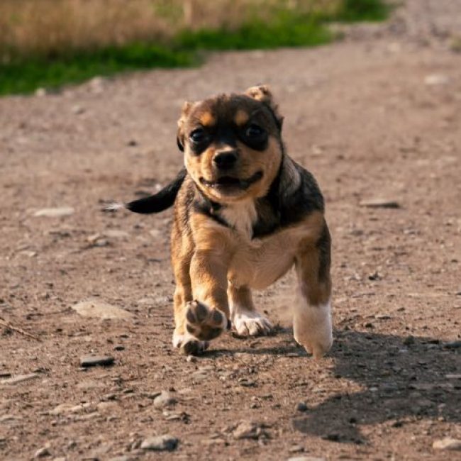 FROGGI - Chien à adopter