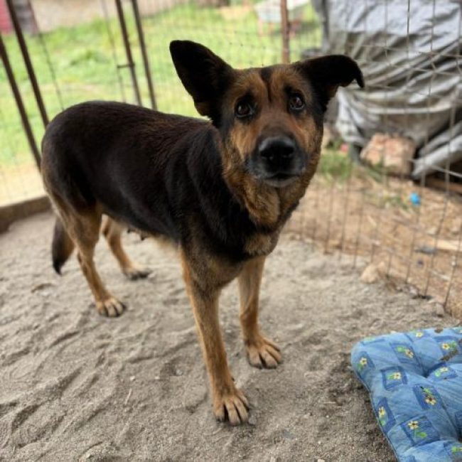 JANA - Chien à adopter