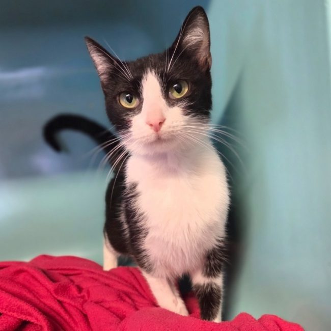 Minnie - Chat Européen à adopter
