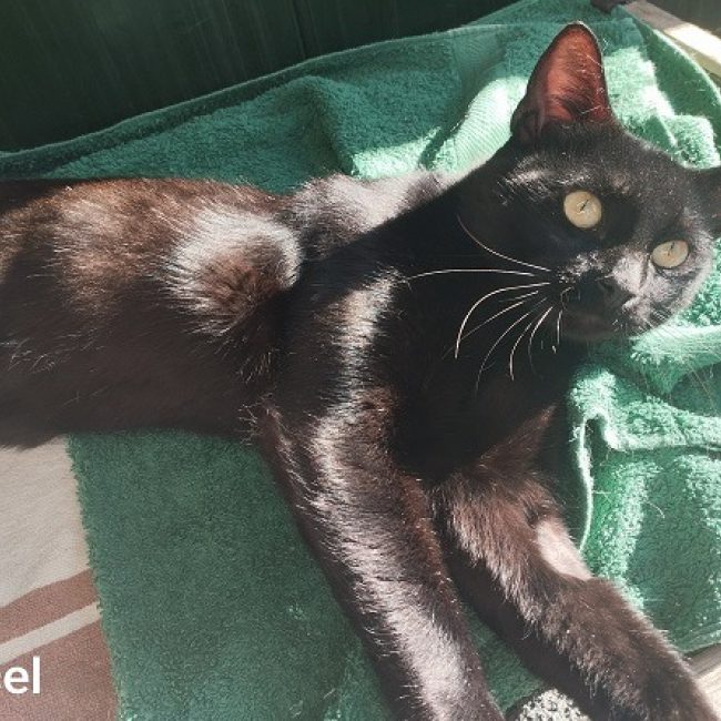 Charles - Chat Européen à adopter
