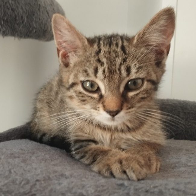 Bagheera