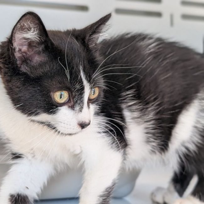 Bijou - Chat Européen à adopter
