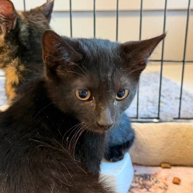 Scotty - Chat Européen à adopter