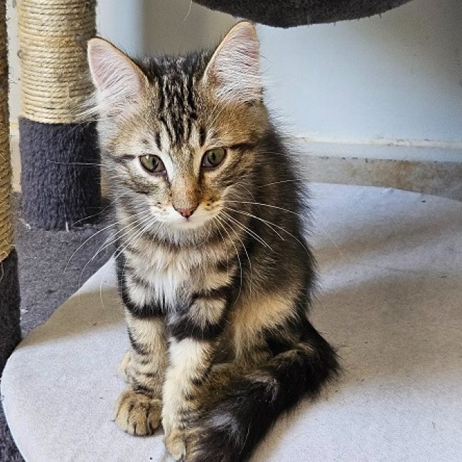 Yaris - Chat Européen à adopter