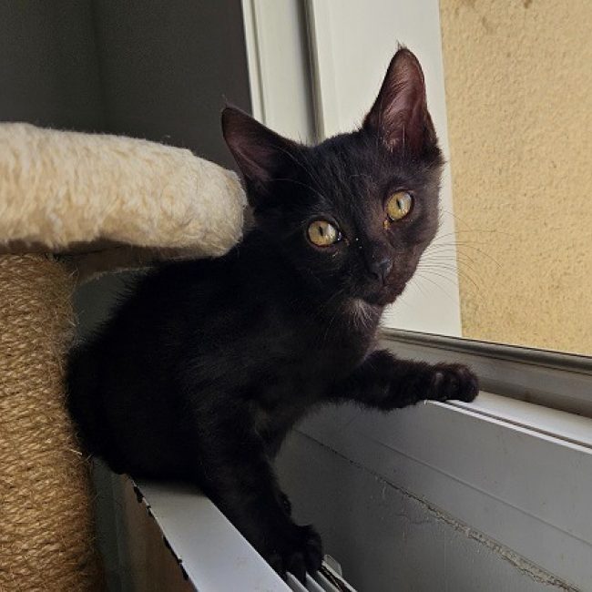 Boo - Chat Européen à adopter