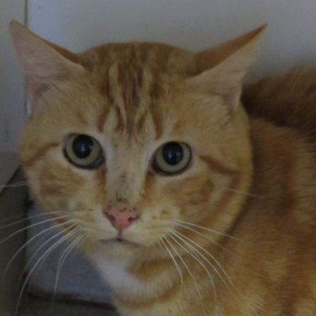 Jiyong - Chat Européen à adopter