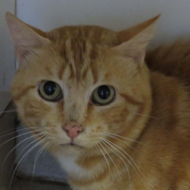 Jiyong - Chat Européen à adopter
