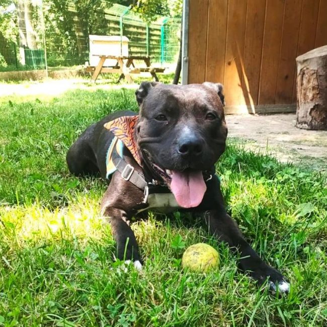 Koba