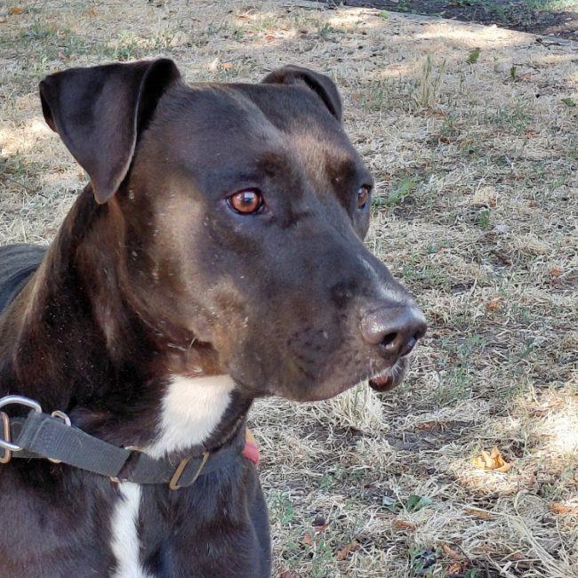 Timal - Chien à adopter