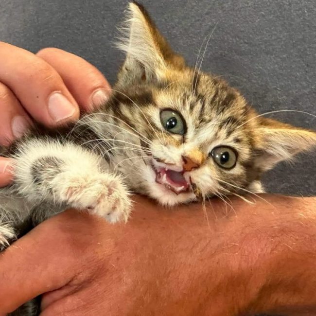 Fanta - Chat Européen à adopter