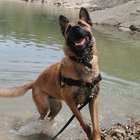Rasko - Chien Berger Belge Malinois à adopter