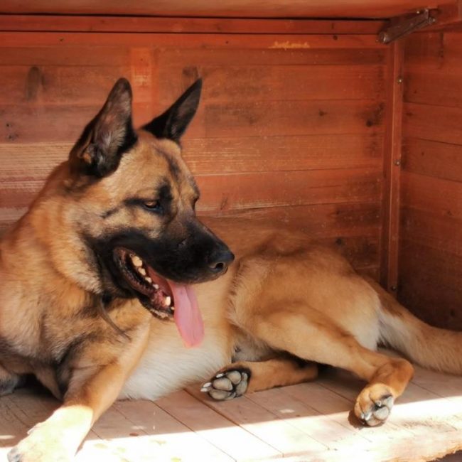 Rasko - Chien Berger Belge Malinois à adopter