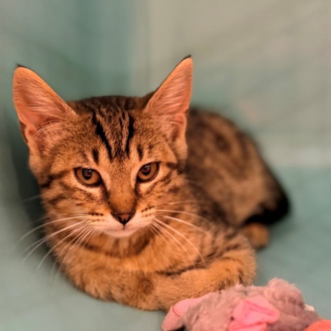 Optika - Chat Européen à adopter