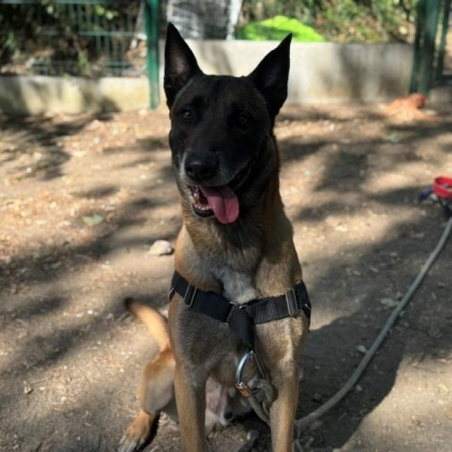 Tyson - Chien Berger Belge Malinois à adopter