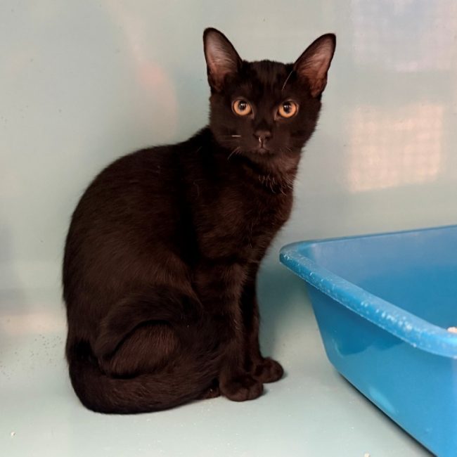 Assa - Chat Européen à adopter