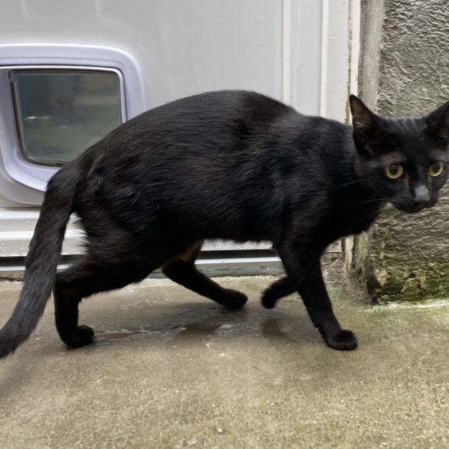Rihanna - Chat Européen à adopter