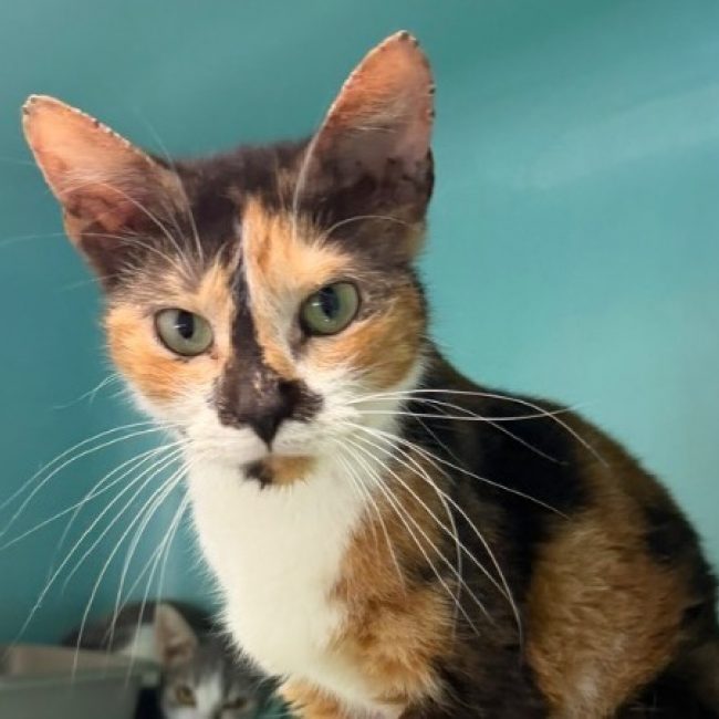 Oria - Chat Européen à adopter