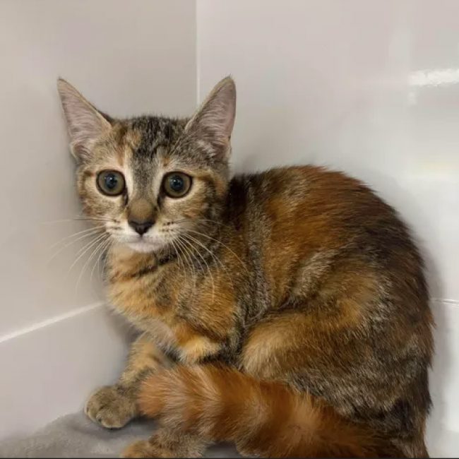 Lexa - Chat Européen à adopter