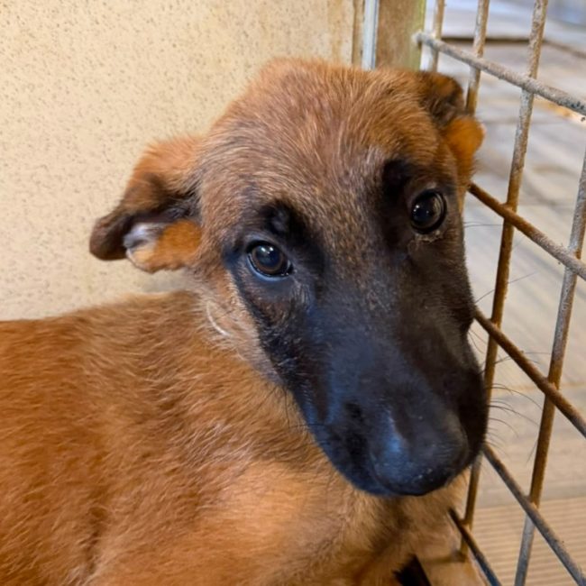 Groot - Chien Berger Belge Malinois à adopter