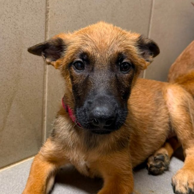 Rogue - Chien Berger Belge Malinois à adopter