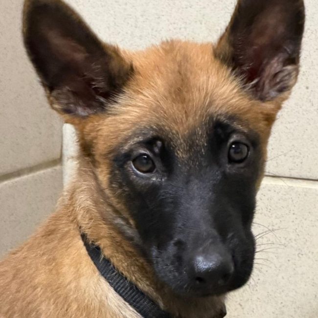 Gamora - Chien Berger Belge Malinois à adopter