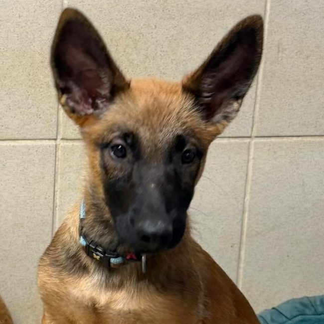 Nebula - Chien Berger Belge Malinois à adopter