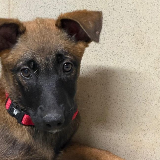 Wanda - Chien Berger Belge Malinois à adopter