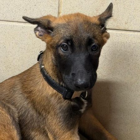 Fury - Chien Berger Belge Malinois à adopter