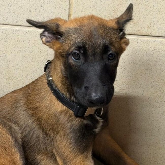 Fury - Chien Berger Belge Malinois à adopter