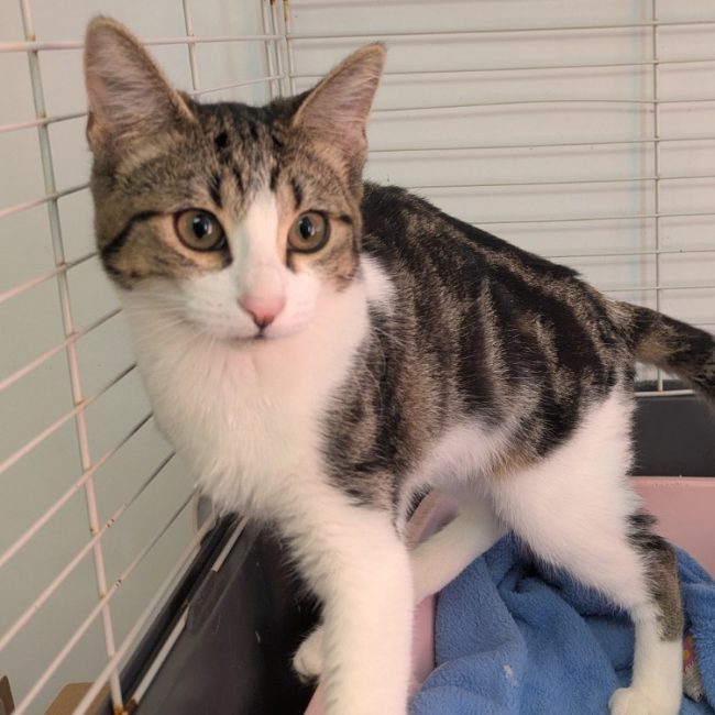 Miou-miou - Chat Européen à adopter