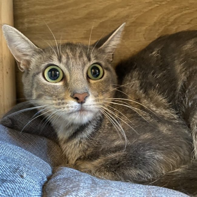 Valka - Chat Européen à adopter