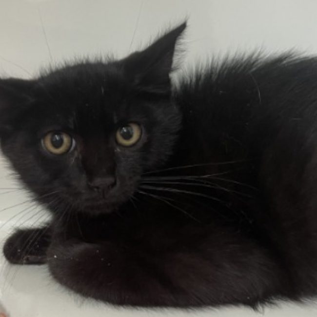 Bonzai - Chat Européen à adopter