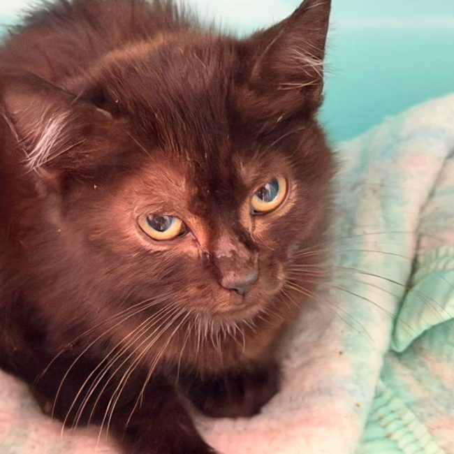 Coffee - Chat Européen à adopter