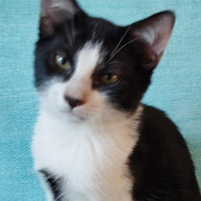 Tony - Chat Européen à adopter