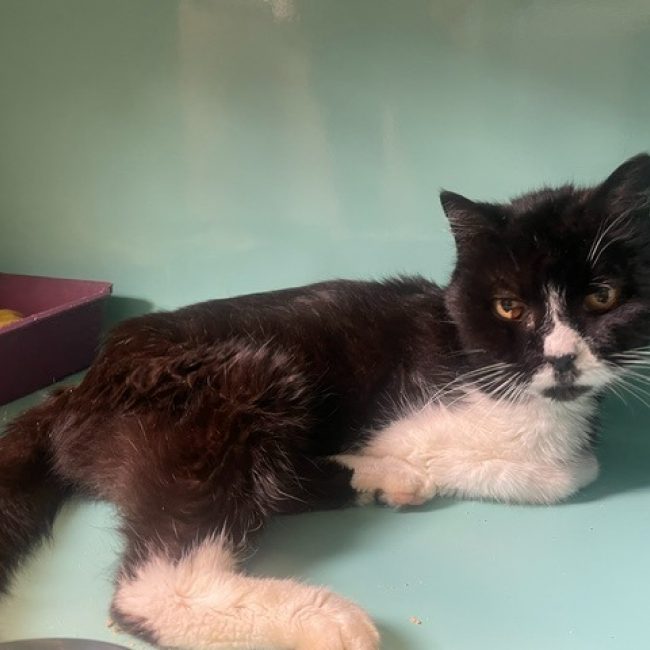 Djidji - Chat Européen à adopter