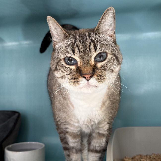 Gribouille - Chat Européen à adopter