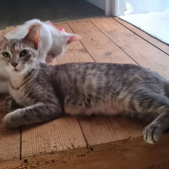 Alysse - Chat Européen à adopter