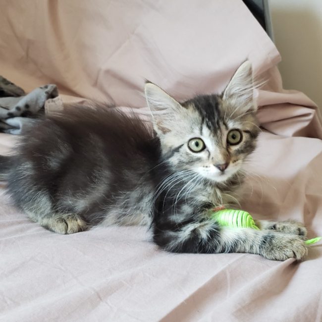 Misty - Chat Européen à adopter