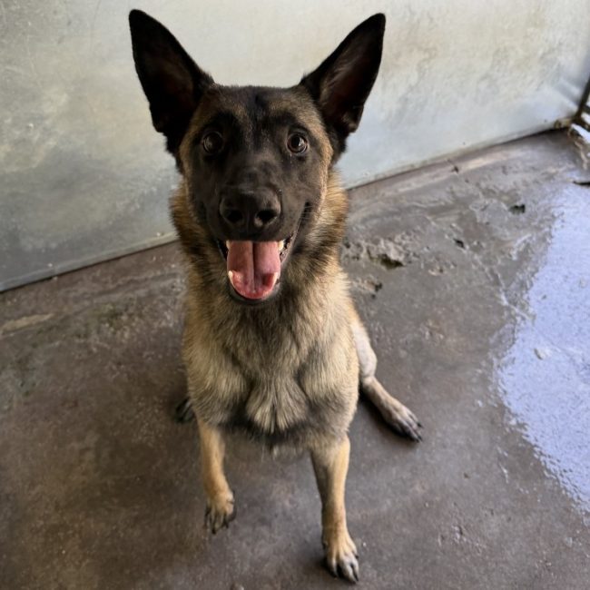 Boyka - Chien Berger Belge Malinois à adopter