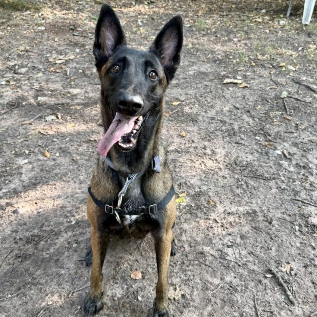 Vaila - Chien Berger Belge Malinois à adopter