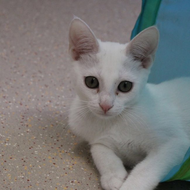Jacqueline - Chat Européen à adopter