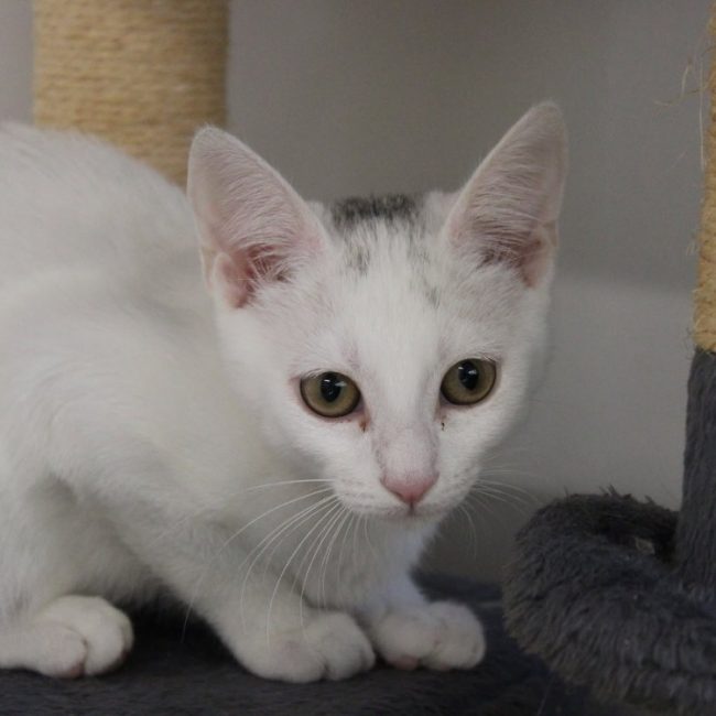 Martine - Chat Européen à adopter