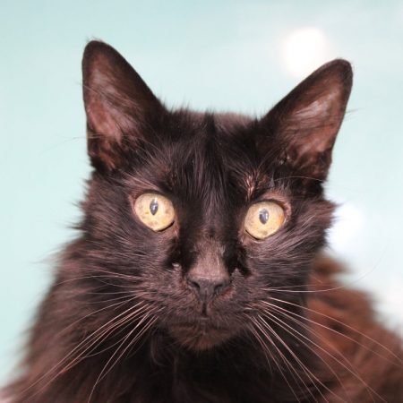 Meeko - Chat Européen à adopter