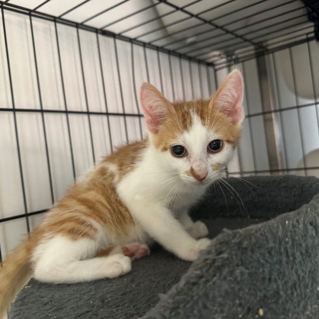 Basilic - Chat Européen à adopter